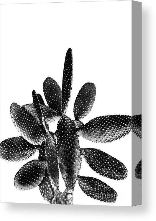 Photography Canvas Print featuring the mixed media Black White Cactus #1 #plant #decor #art by Anitas and Bellas Art