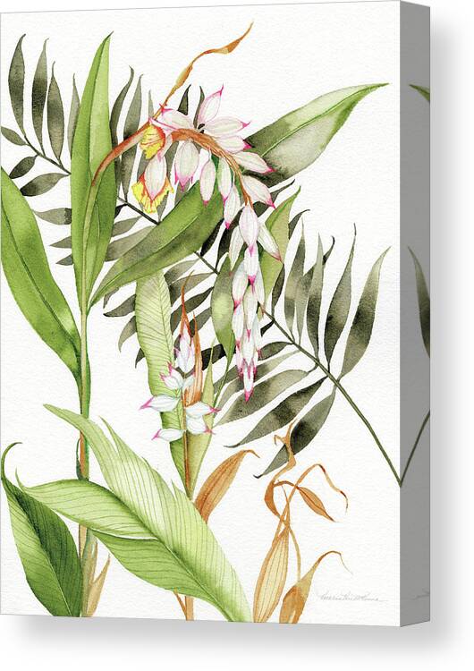 Brown Canvas Print featuring the painting Botanical Shell Ginger by Kathleen Parr Mckenna