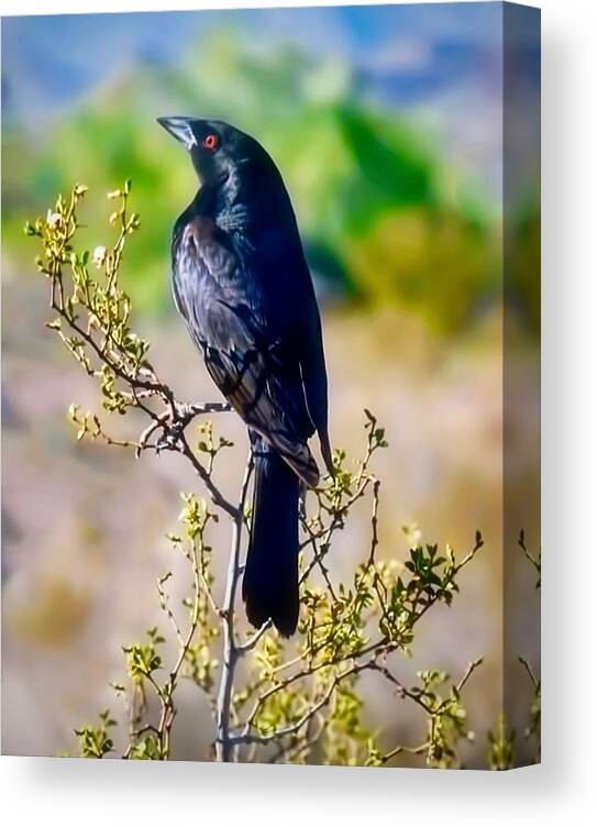 Arizona Canvas Print featuring the photograph Bronzed Cowbird on Creosote by Judy Kennedy