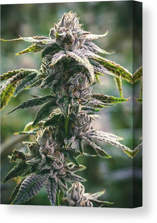 Photo & Art Print cannabis bud / marihuana plants