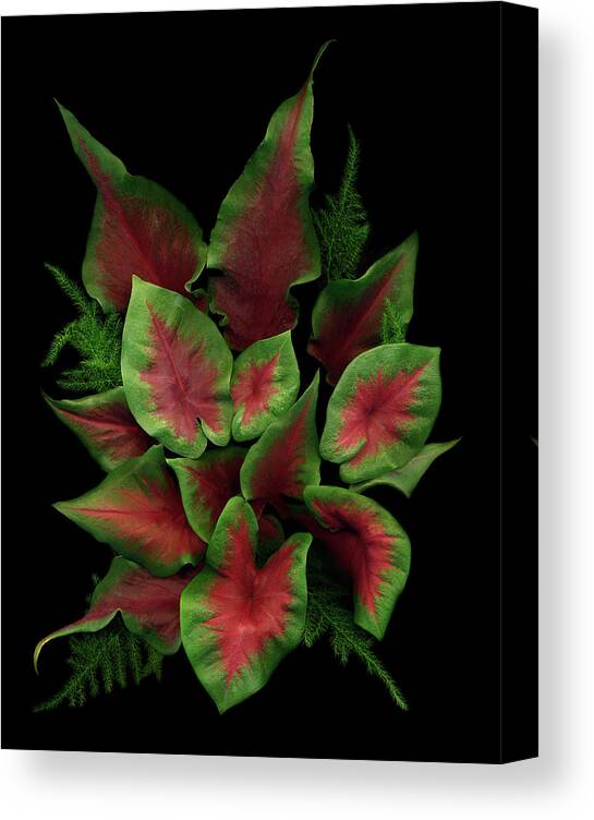 Caladium And Fern Plant Canvas Print featuring the painting Caladium & Fern by Susan S. Barmon