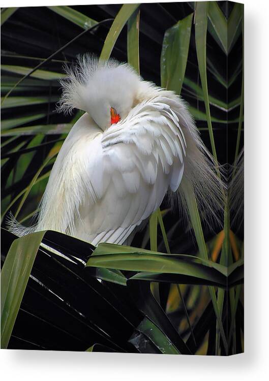 Egret Canvas Print featuring the photograph Catching the Red Eye by Michael Allard