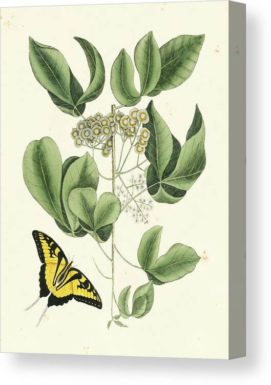Wag Public Canvas Print featuring the painting Catesby Butterfly And Botanical II by Mark Catesby