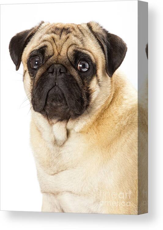Ancient Breed Canvas Print featuring the photograph Champion Fawn Pug Dog by Martyn F. Chillmaid/science Photo Library
