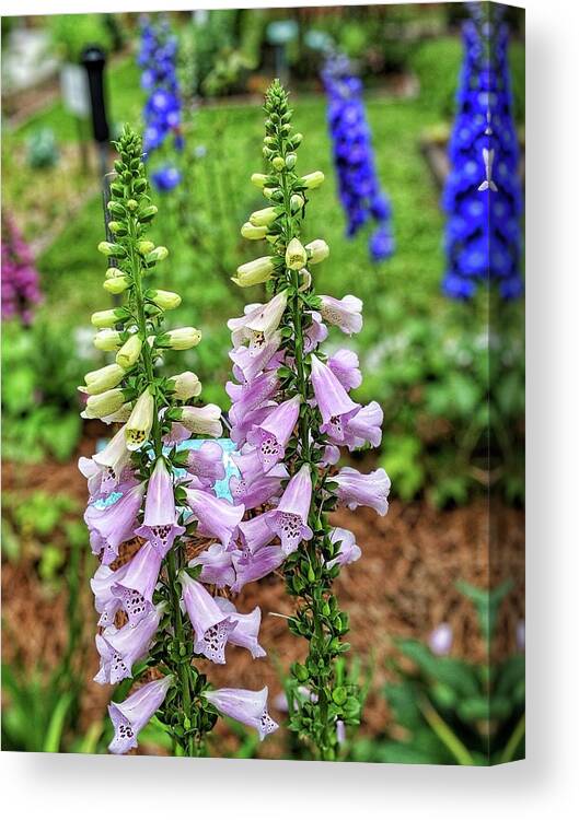 Flowers Canvas Print featuring the photograph Cocklebells by Portia Olaughlin