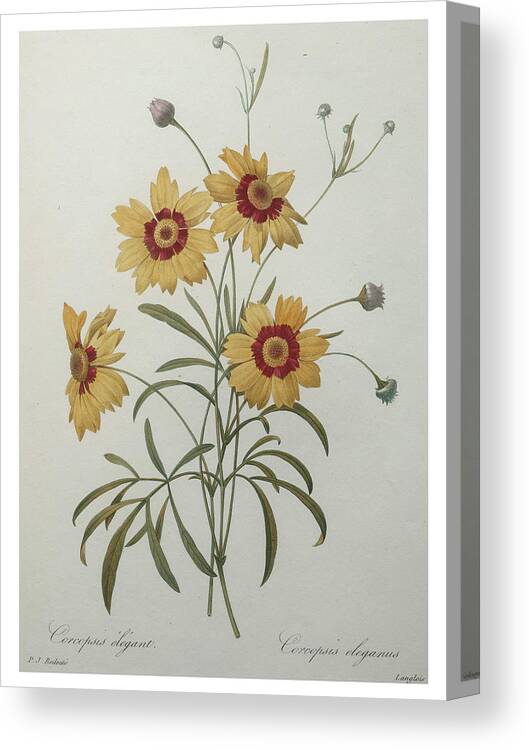 Redoute Canvas Print featuring the painting Coreopsis or Tickseed by Pierre-Joseph Redoute