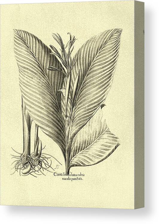 Botanical & Floral Canvas Print featuring the painting Crackled B&w Besler Canna by Basilius Besler