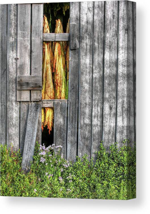 Tobacco Canvas Print featuring the photograph Curing Time by Randall Dill