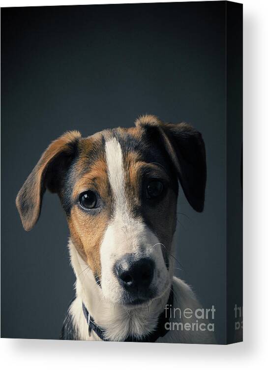 Puppy Canvas Print featuring the photograph Cute Jack Russell Terrier puppy by Andreas Berheide