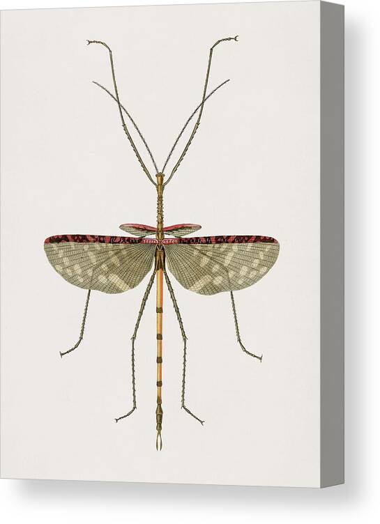 Insect Canvas Print featuring the painting Cyphocrana titan illustrated by Charles Dessalines D' Orbigny 1806-1876 by Celestial Images