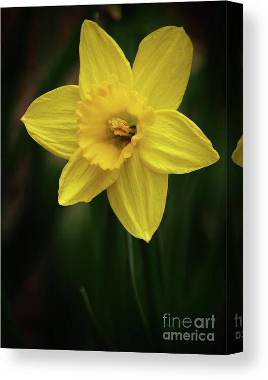 Color Canvas Print featuring the photograph Daffodil In The Garden Shadows by Dorothy Lee