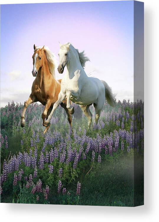 Animals Canvas Print featuring the photograph Dream Horses 076 by Bob Langrish