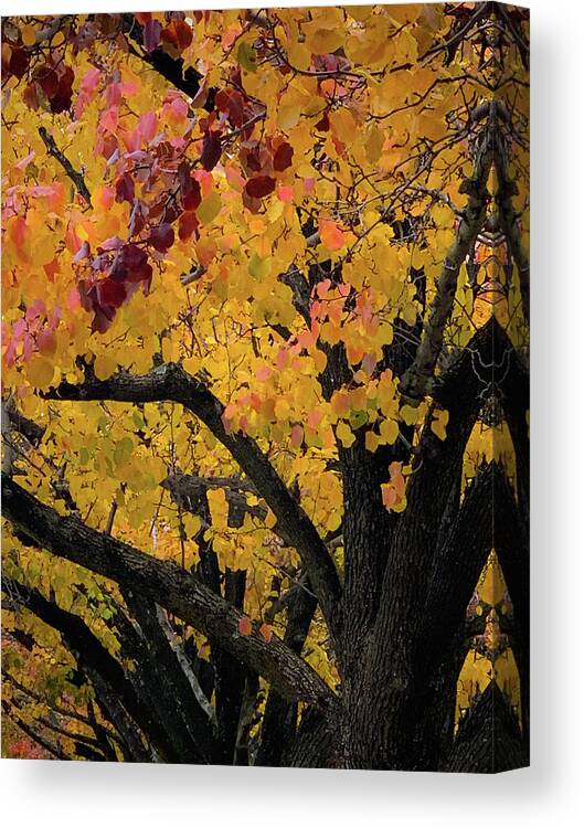 Fall Colors Canvas Print featuring the photograph Fall in Carlyle by Lora J Wilson