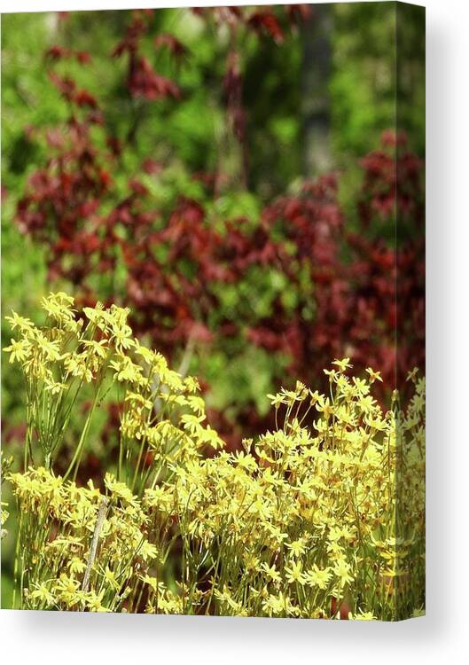 Gold Canvas Print featuring the photograph Floral Sunshine by Kathy Chism