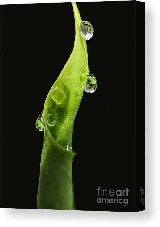 Leaf Canvas Print featuring the photograph Furled by Diana Rajala
