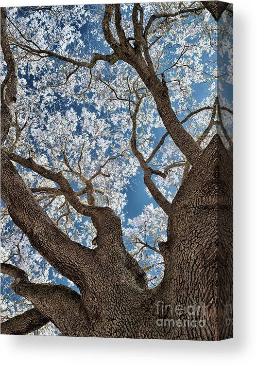 Top Artist Canvas Print featuring the photograph Galveston Live Oak in Infrared by Norman Gabitzsch