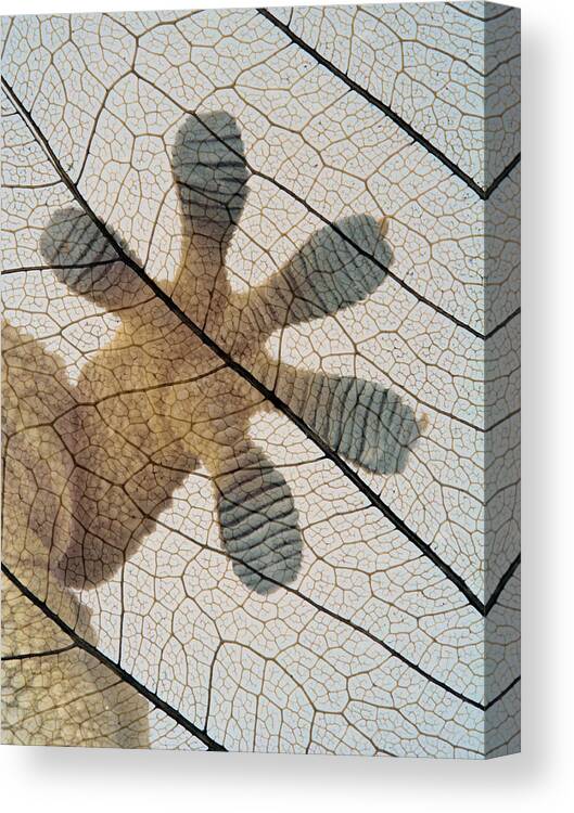 Spain Canvas Print featuring the photograph Gecko-paw by Jimmy Hoffman
