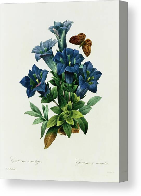 Victorian Style Canvas Print featuring the photograph Gentianae Acaulis By Pierre Joseph by Fine Art Photographic