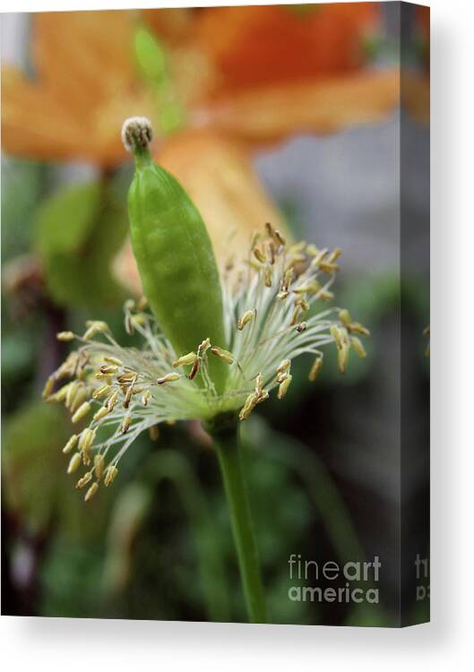Poppy Canvas Print featuring the photograph Golden Delight 4 by Kim Tran