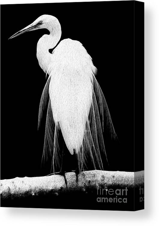 Digital Painting Canvas Print featuring the digital art Great Egret In Full Bloom I - R by Kenneth Montgomery