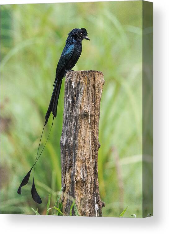 Nature Canvas Print featuring the photograph Greater Racket Tailed Drongo by Susheel Marcus