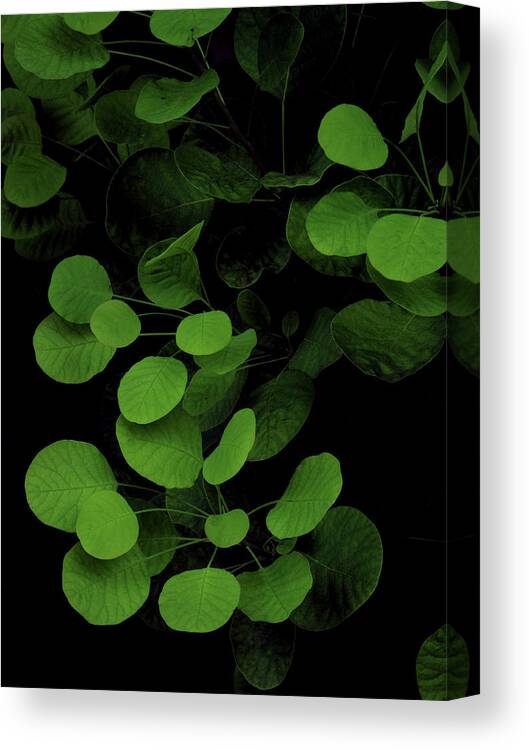 Green Leaves On A Black Background Canvas Print / Canvas Art by Michael  Duva 