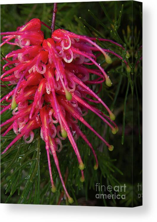 Red Canvas Print featuring the photograph Grevillea Lollypop Flower 1 by Christy Garavetto