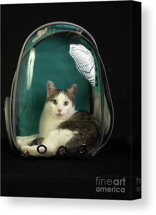 Cat Canvas Print featuring the photograph Kitty in a Bubble by Susan Warren