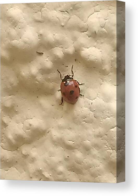 #animals #ladybug Canvas Print featuring the photograph Ladybug by Alexiou Joanna