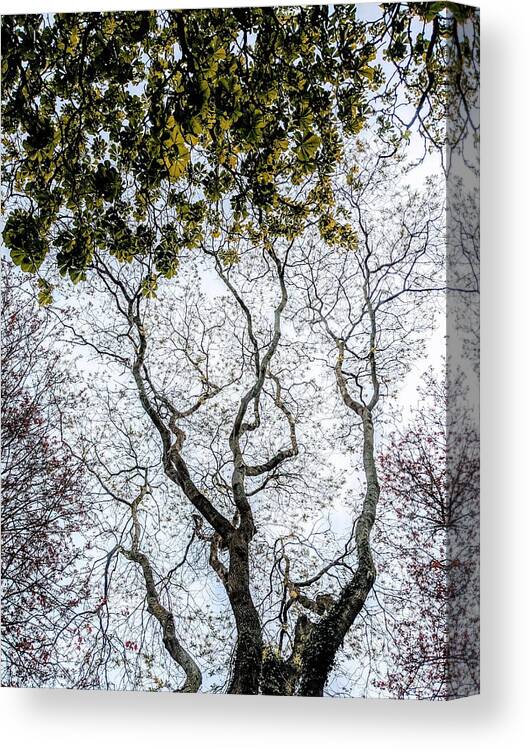 Trees
Nature
Branches
Foliage
Leaves
Spring Canvas Print featuring the photograph Leaf And Branch by Elizabeth Allen