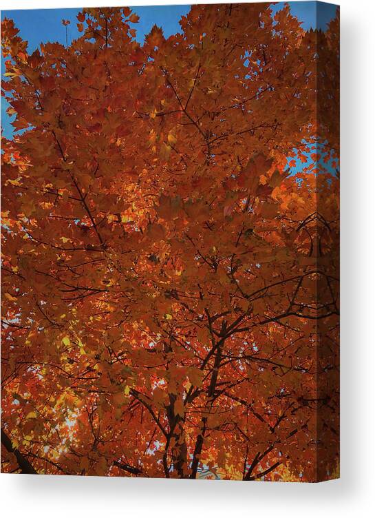 Fall Canvas Print featuring the photograph Leaves of Fire by Lora J Wilson