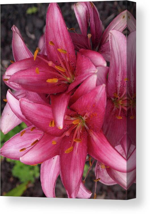 Lily Canvas Print featuring the photograph Lilixplosion - 1 by Jeffrey Peterson