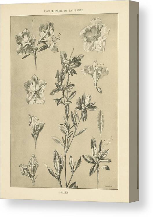 Antiques Canvas Print featuring the painting Lithograph Florals I by Wild Apple Portfolio
