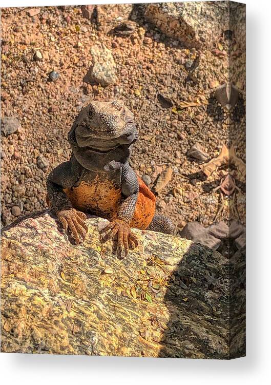 Lizard Canvas Print featuring the photograph Lizard Portrait by Anthony Giammarino