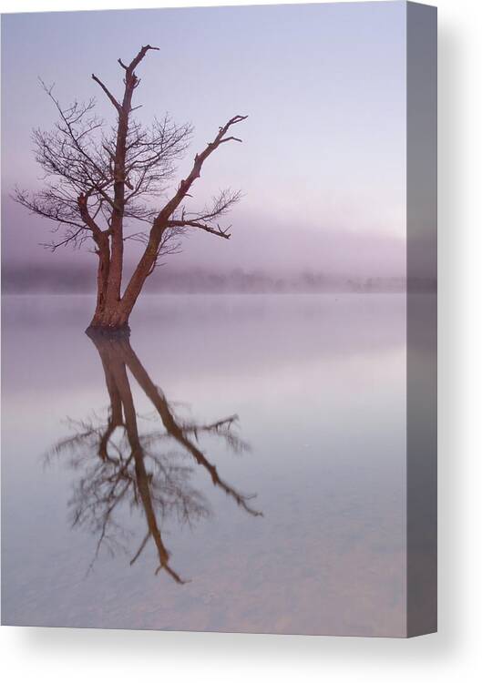 Landscape Canvas Print featuring the photograph Lone tree in still lake in the mist at sunrise by Anita Nicholson