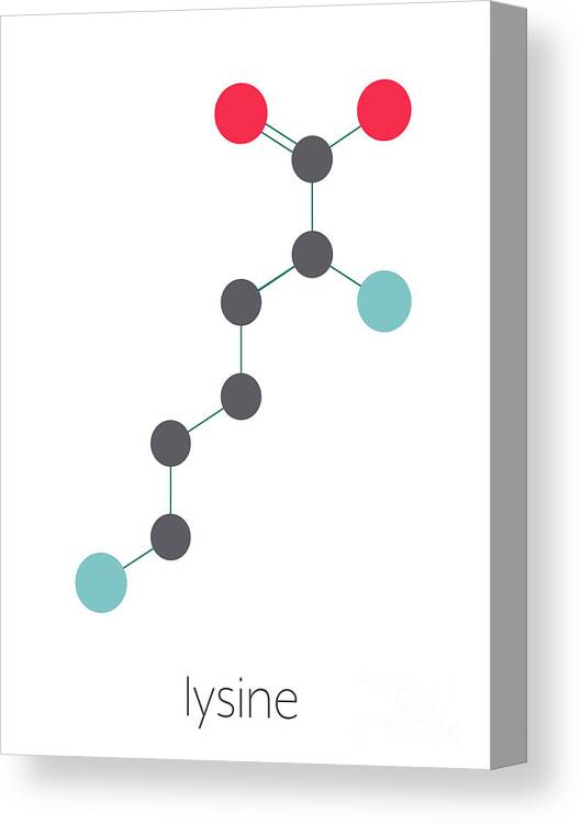 Lysine Canvas Print featuring the photograph Lysine Amino Acid Molecule by Molekuul/science Photo Library