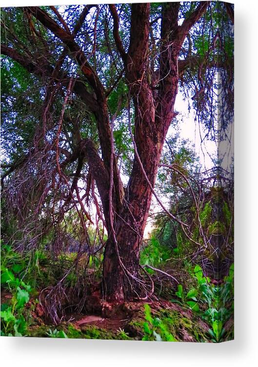 Afternoon Light Canvas Print featuring the photograph Mesquite by the Wash by Judy Kennedy