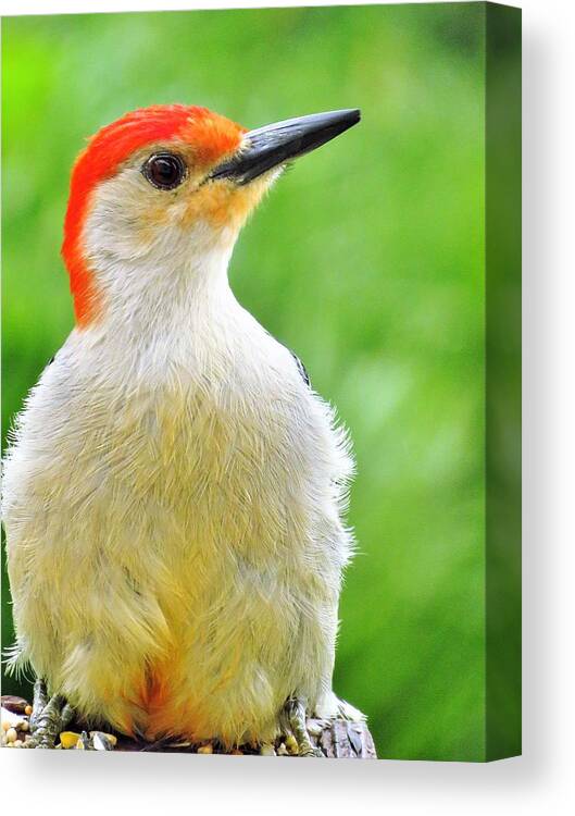Woodpeckers Canvas Print featuring the photograph Mister Red Bellied Woodpecker by Lori Frisch