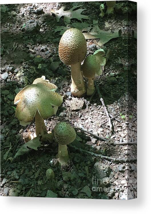 Mushrooms Canvas Print featuring the photograph Mushrooms at Catskill State Park by Aicy Karbstein