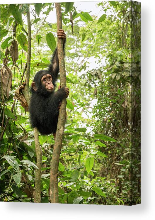 Gerry Ellis Canvas Print featuring the photograph Orphaned Chimp In Tree by Gerry Ellis