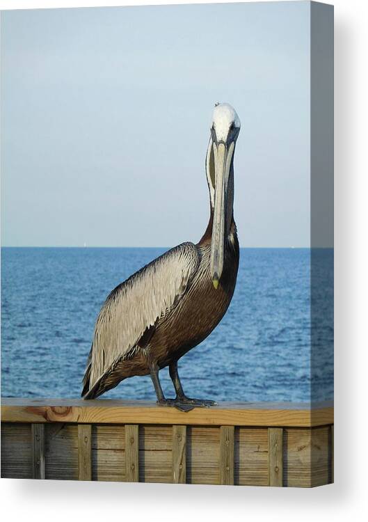 Birds Canvas Print featuring the photograph Pelican Portrait I by Karen Stansberry