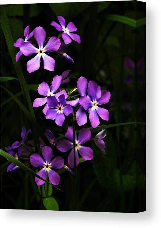 Phlox Canvas Print featuring the photograph Phlox in the Woods by Lori Frisch