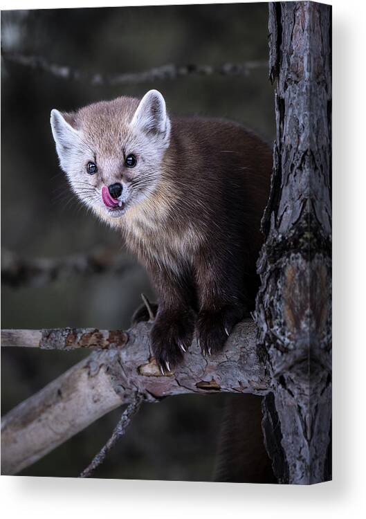 Animal Canvas Print featuring the photograph Pine Marten 4 by Steven Zhou