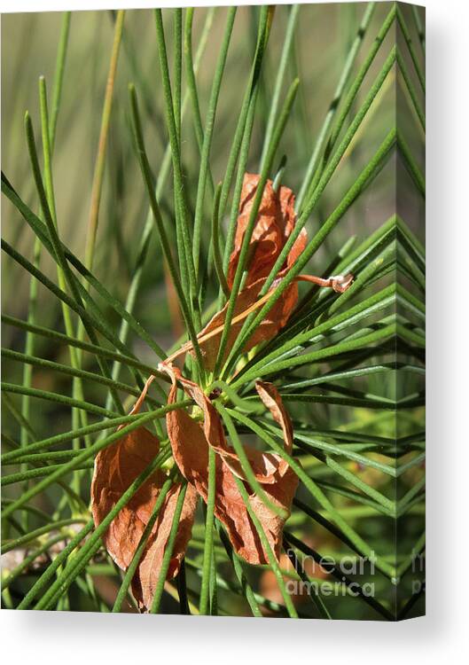 Green Canvas Print featuring the photograph Pine Needles 1 by Christy Garavetto