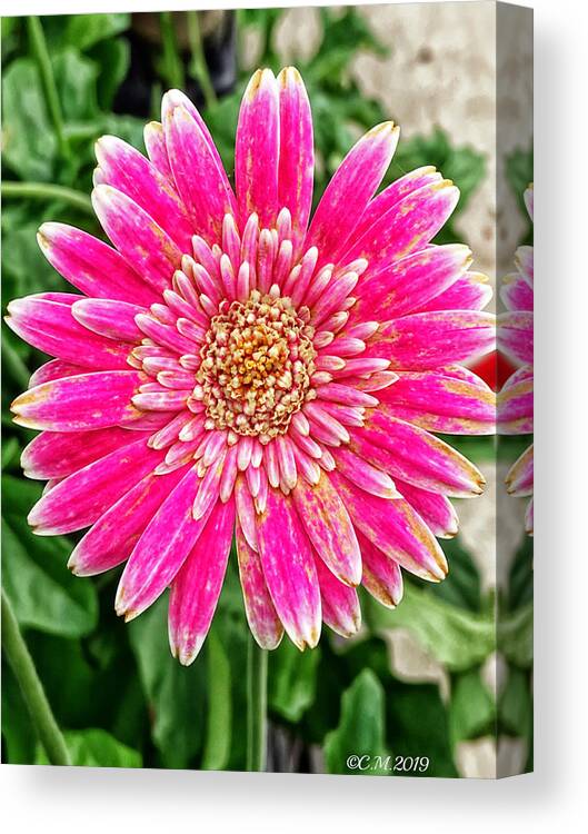 Pink Petals Canvas Print featuring the photograph Pink Garvinia Gerbera Daisy by Catherine Melvin