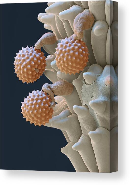 Ambrosia Canvas Print featuring the photograph Pollen And Pollen Tubes, Sem by Oliver Meckes EYE OF SCIENCE