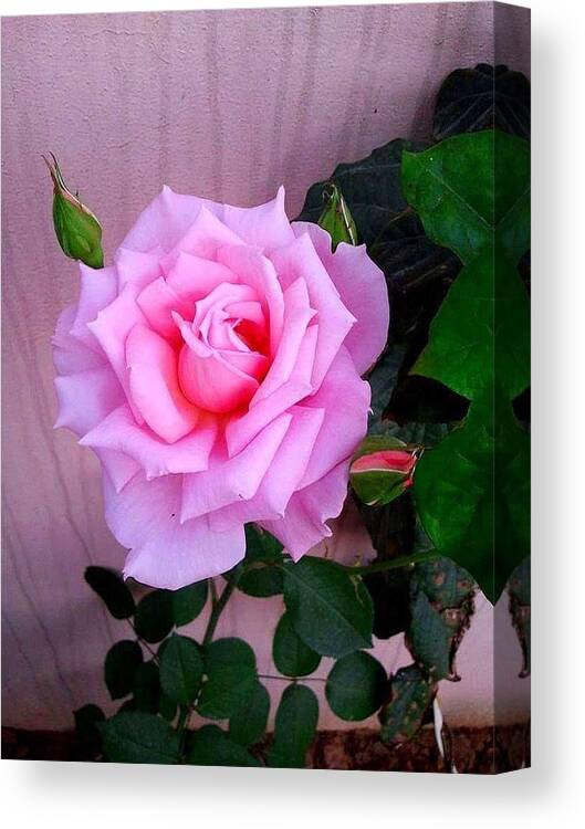 Pink Canvas Print featuring the photograph Pretty In Pink by Marian Lonzetta