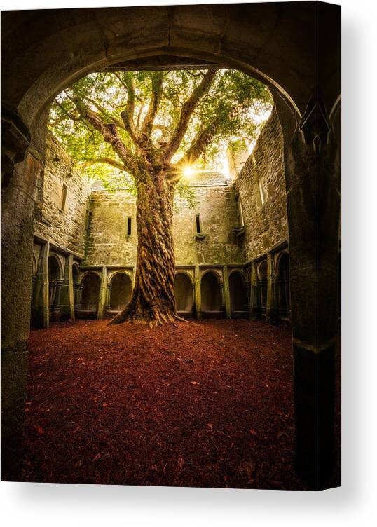 Matt Canvas Print featuring the photograph "muckross Abbey - Tree Of Life" by Matt Anderson