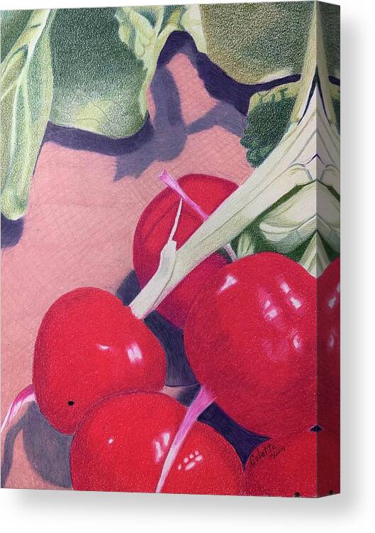 Vegetable Canvas Print featuring the drawing Radishes by Colette Lee