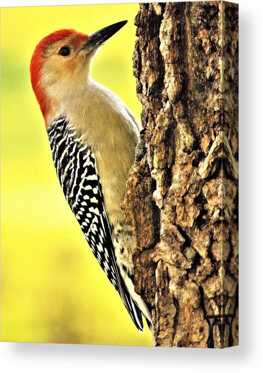 Woodpeckers Canvas Print featuring the photograph Red Belly in Autumn by Lori Frisch